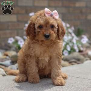 Hailey, Mini Goldendoodle Puppy